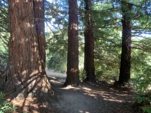 stand of treees