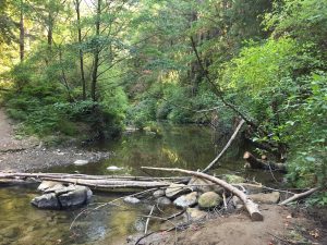 Pescadero Creek