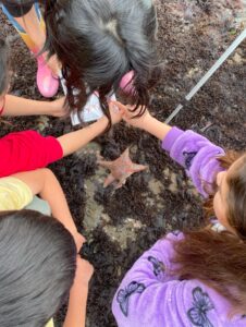 exploring tide pools